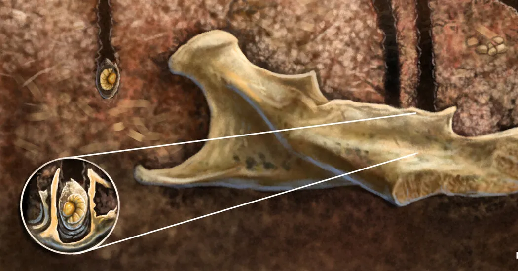 وقتی استخوان ها خوب بودند، این زنبورها بچه های خود را دفن کردند