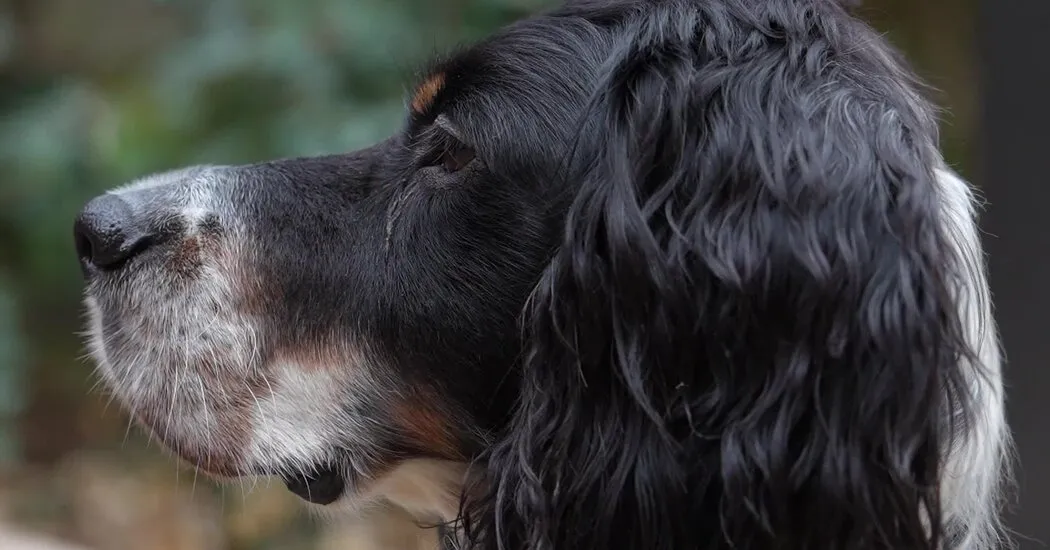 یک جایزه معتبر فرانسوی برای کتاب هایی درباره حیوانات در نظر گرفته شده است