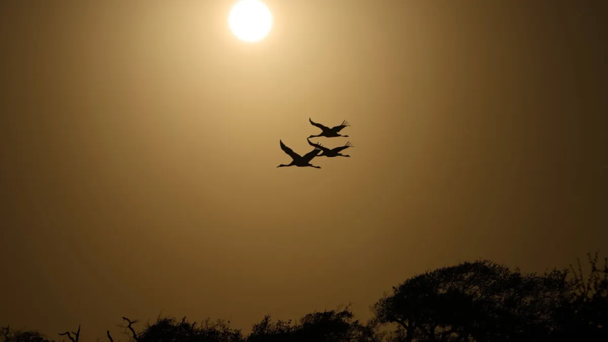 در امتداد ساحل تگزاس، یک پناهگاه جدید با هدف محافظت از جرثقیل در حال انقراض و نادر است.