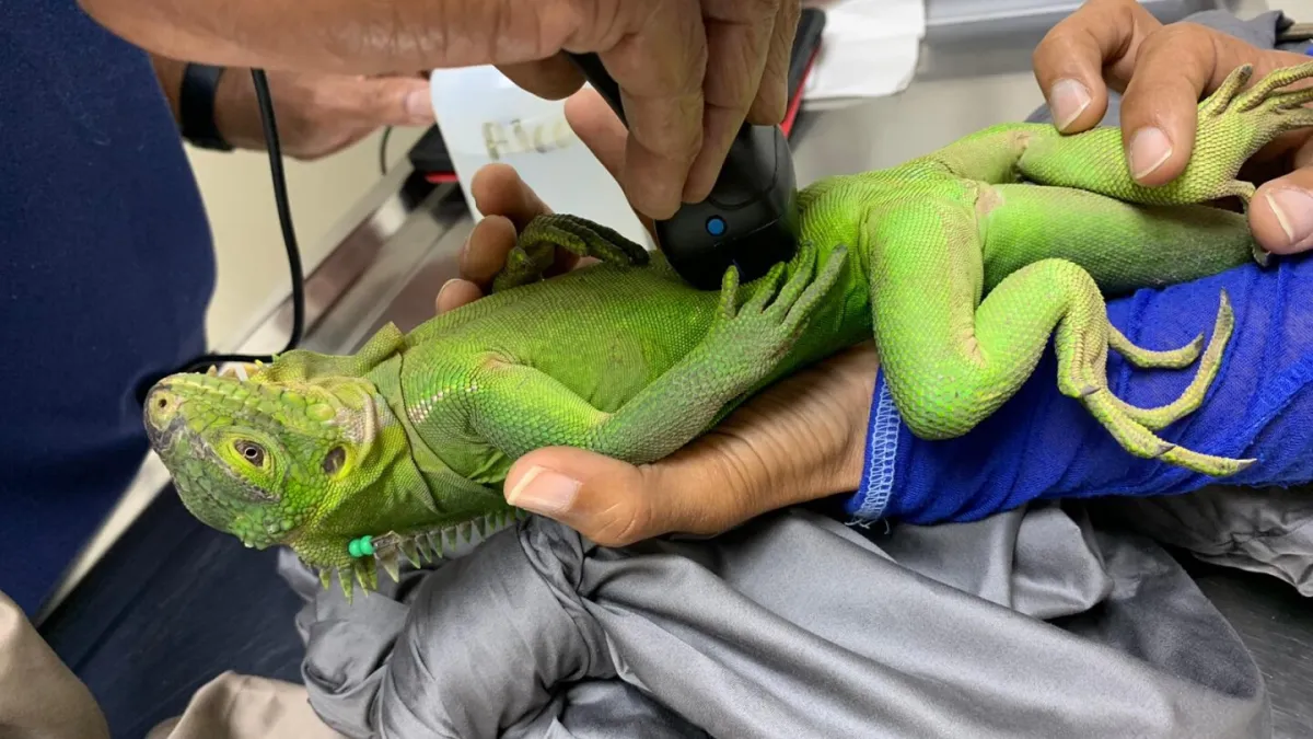 شکوفه‌های جزایر غیرمسکونی کارائیب در لانه عشق برای ایگواناهای در خطر انقراض