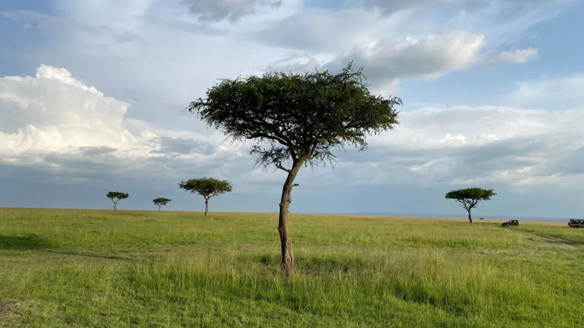 دادگاه محیط زیست کنیا این ادعا را بررسی می کند که یک کمپ لوکس سافاری به مسیرهای حیوانات وحشی آسیب می رساند