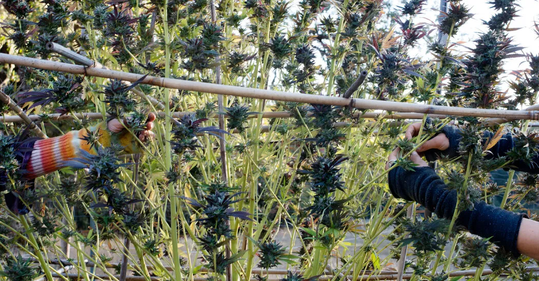 نظر | سیاست جدید ترامپ درباره ماری جوانا فرصتی را ارائه می دهد