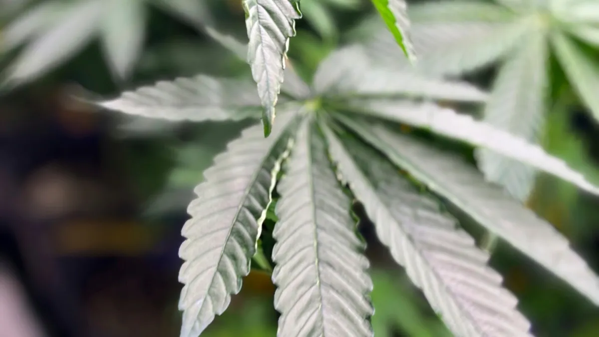 درباره دستور ترامپ برای کاهش سیاست‌های فدرال مواد مخدر برای ماری جوانا چه باید بدانید؟