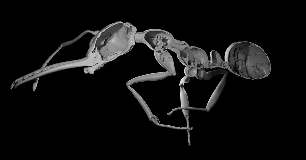 فروتن واقعاً زمین را حداقل در میان مورچه ها به ارث بردند