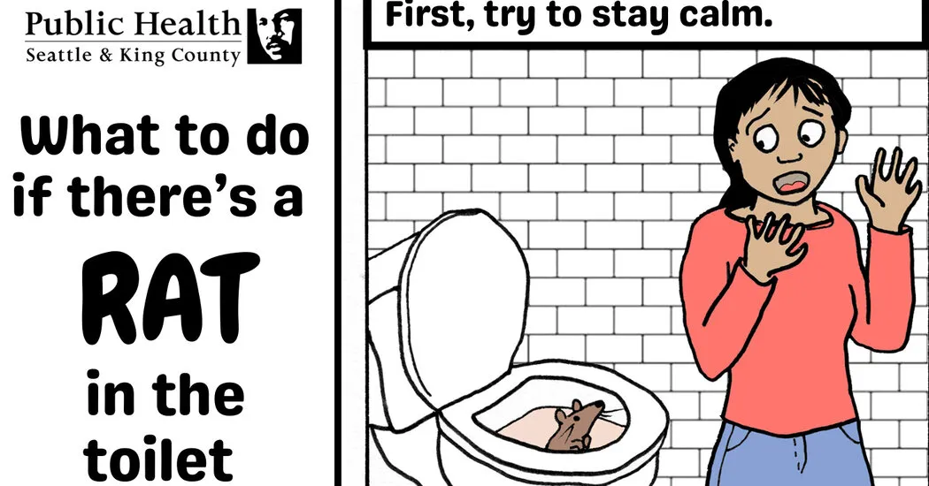 Heavy Rains in Washington State Prompt Warnings About Toilet Rats