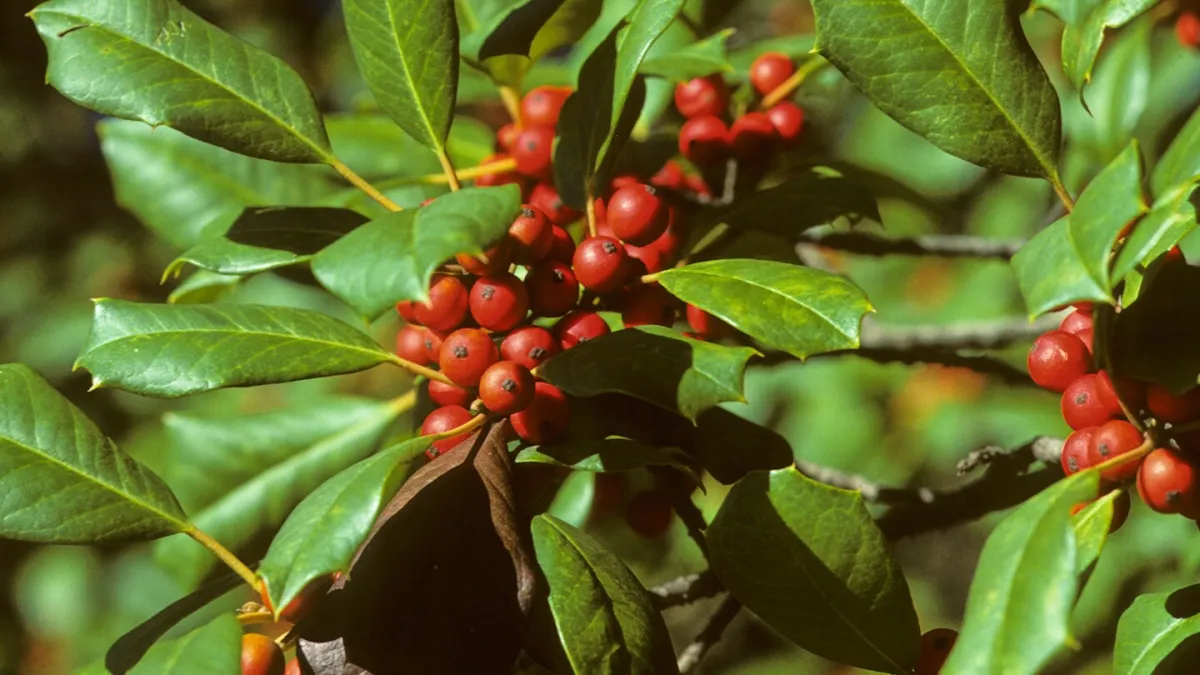 Deck your garden with boughs of holly, a plant rich in symbolism and evergreen beauty