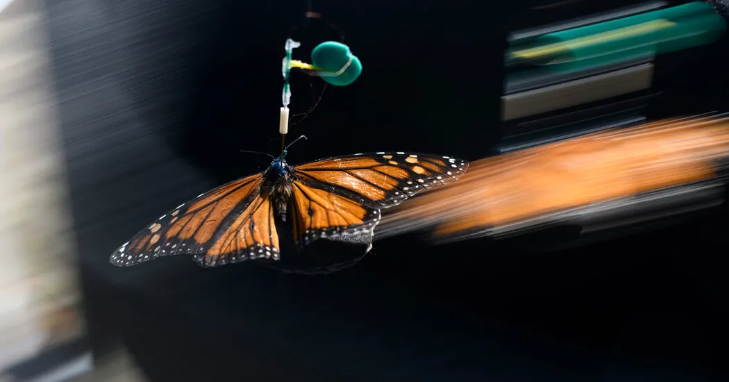 In Pursuit of the Monarch’s Magnetic Sense