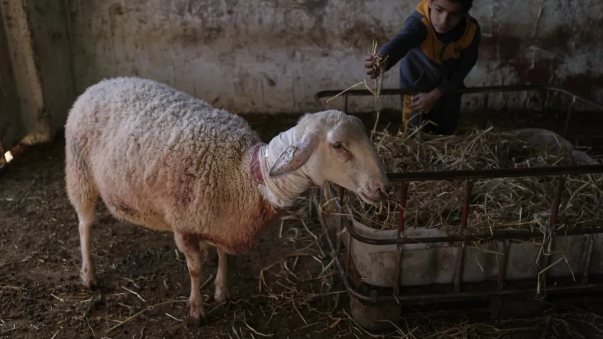Israeli settlers forcibly enter Palestinian home and kill sheep in latest West Bank attack