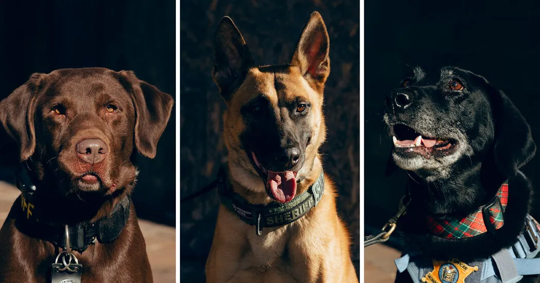 New Jersey Honors Bomb-Sniffing Dogs Who Kept an Election Safe