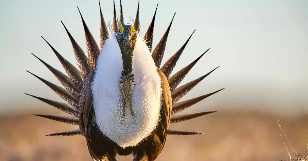 Trump Administration Loosens Protections for Iconic Greater Sage Grouse