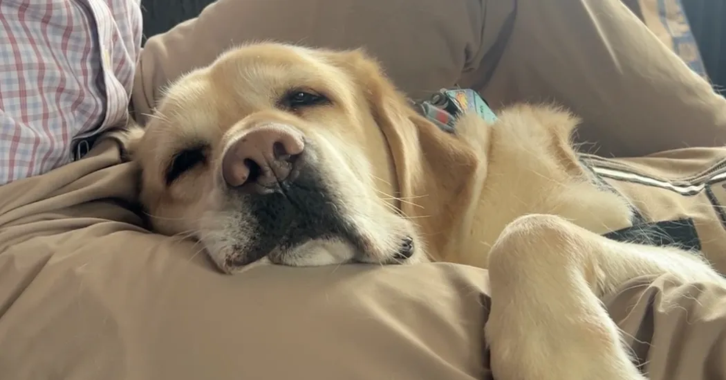 How Service Dogs Help Treat Veterans’ PTSD