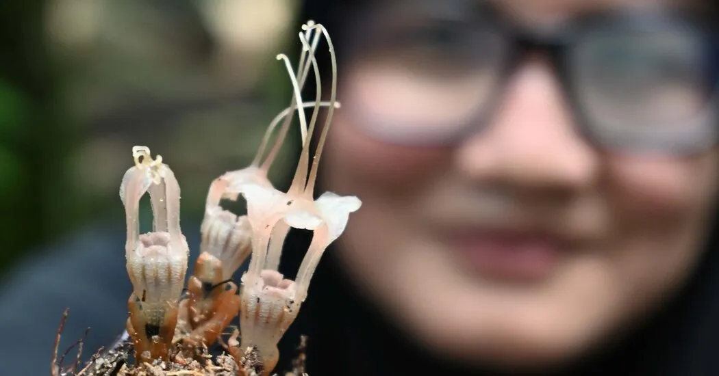 اکنون انگل کیست؟ این گل تازه کشف شده "فانوس پری".