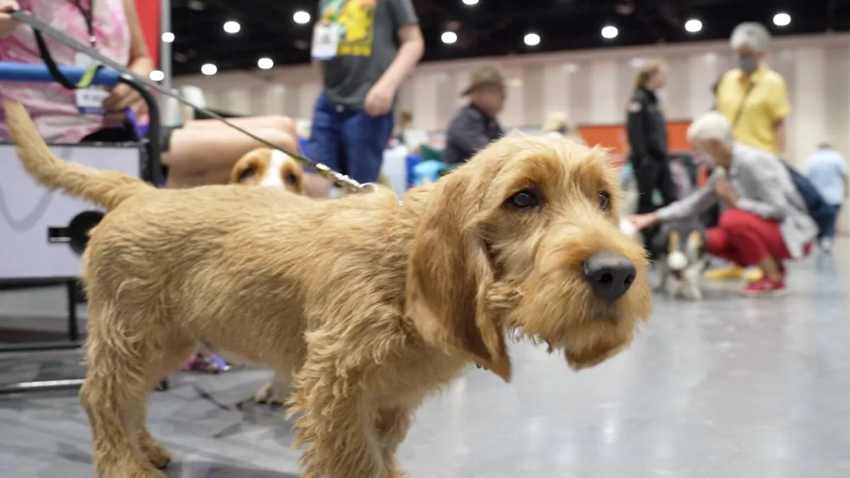 إطلاق العنان لكلاب الصيد! والكلاب والكلاب الصغيرة. يضيف نادي American Kennel Club 3 سلالات