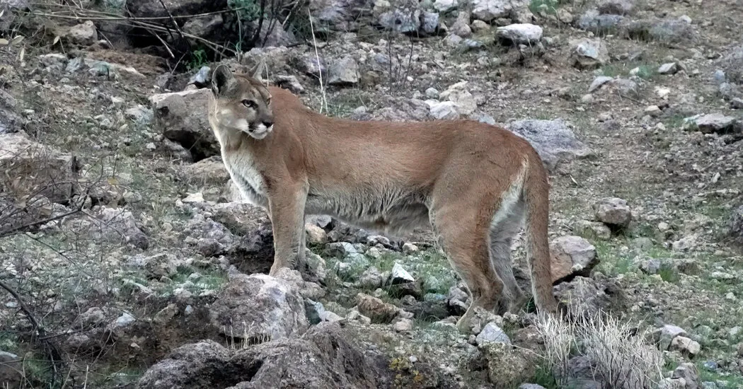 Hiker Killed in Suspected Mountain Lion Attack, Colorado’s First in Decades