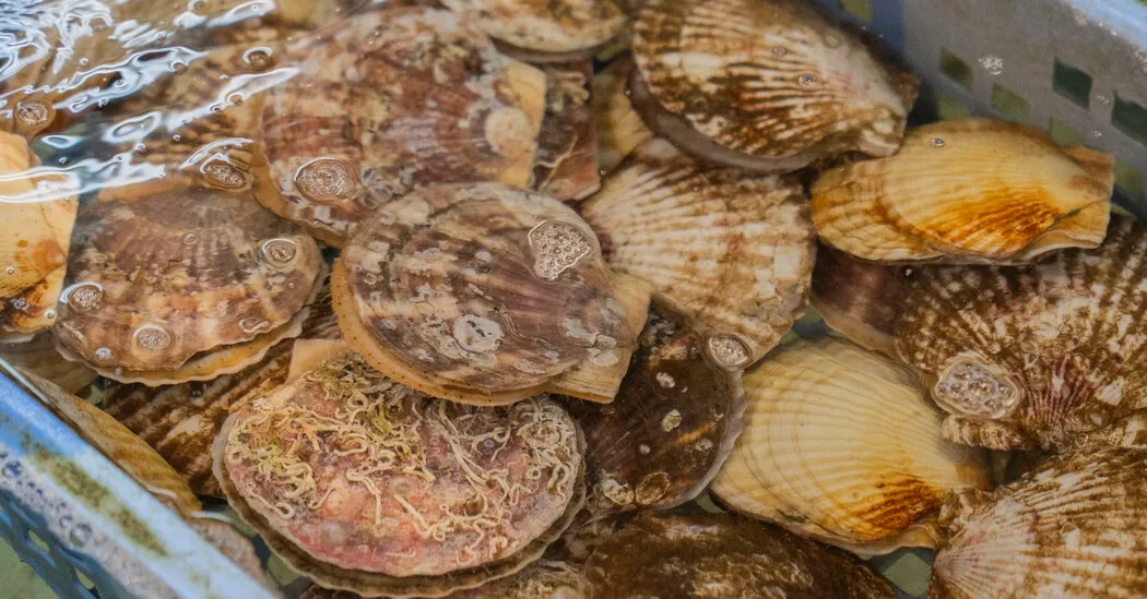How Japanese Scallops Became a Pawn in Diplomatic Tensions With China