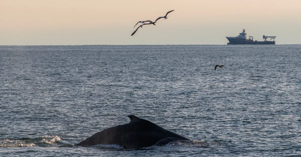 Whales Are in Danger in N.Y. Waterways: ‘Like Deer Crossing the Road’