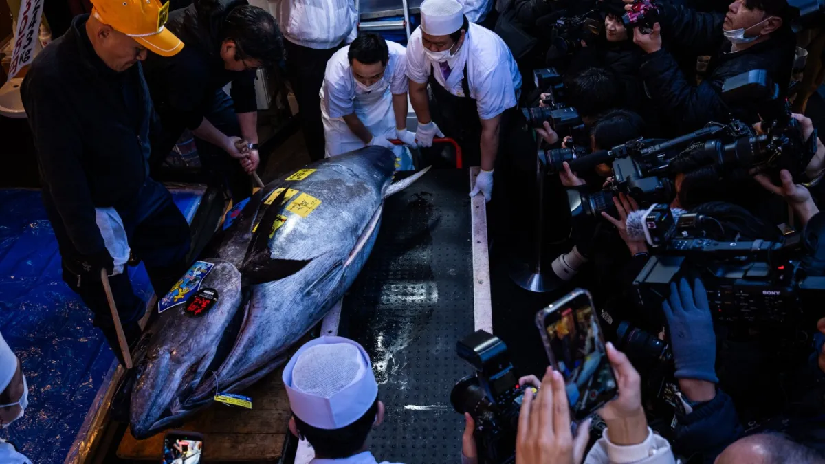 That’s some pricey fish: A glimpse into Japan’s New Year’s tuna auction