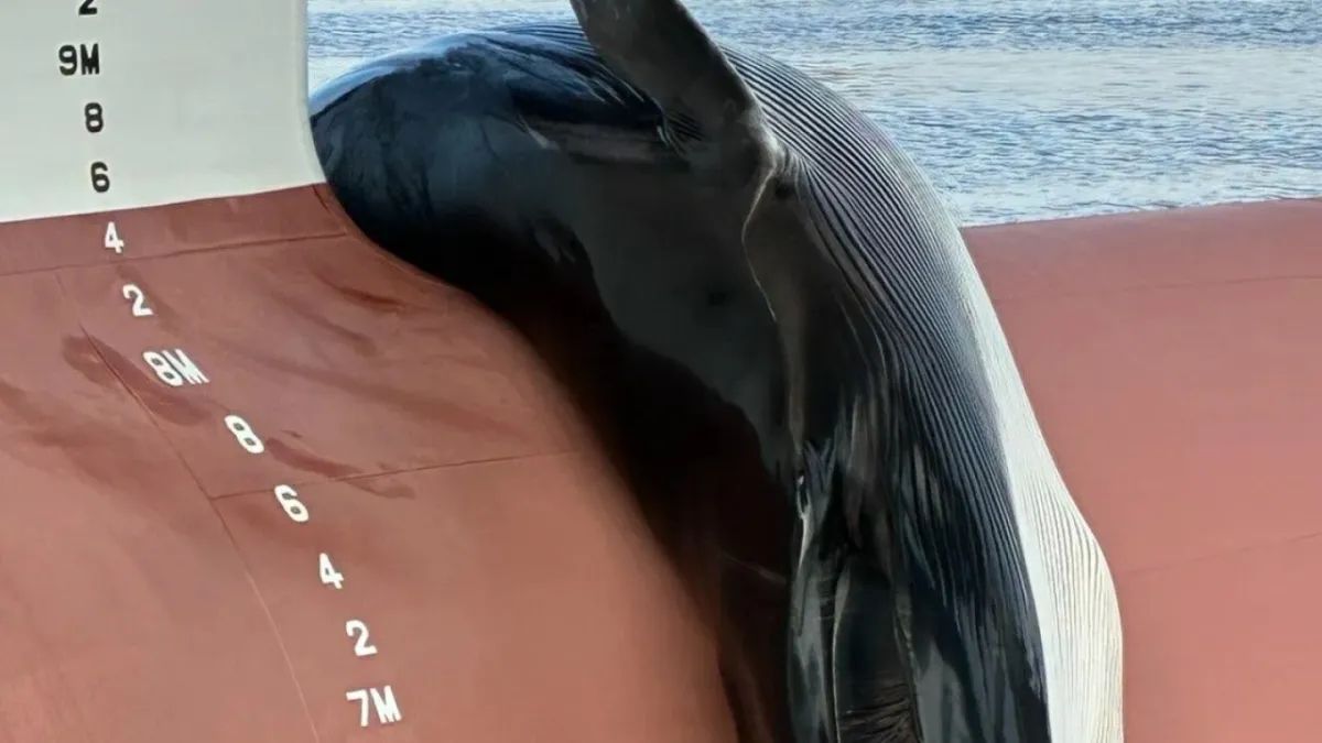 A dead whale found on the bow of a ship in New Jersey sparks an investigation