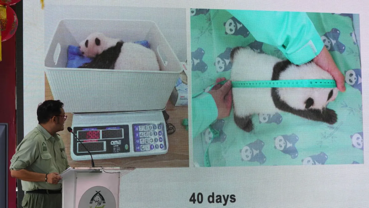 Indonesia’s panda cub Rio thriving 40 days after birth