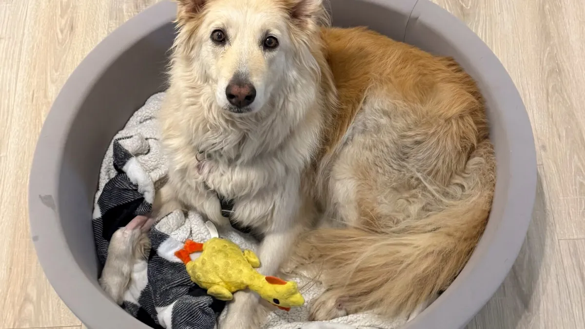 Rescuers use drone technology to find dog that escaped along New Jersey Turnpike